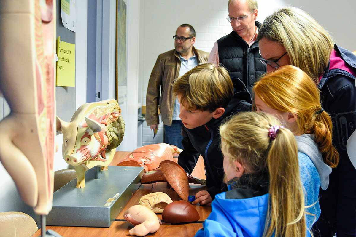 Wissenschaft erleben: Besucher betrachten ein anatomisches Schweinemodell